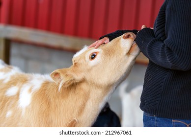 A Close Up Of A Person Petting The Head Of A Calf. 