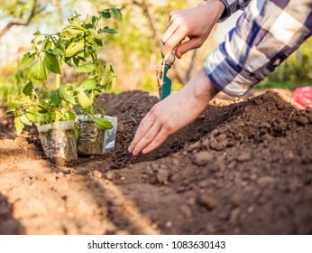 close up person planting tomatoes in the garden with scoop - Shutterstock ID 1083630143