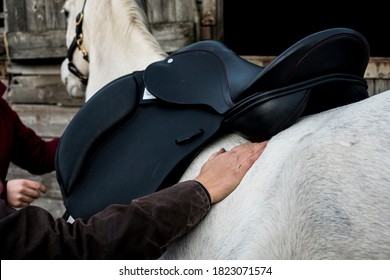 Close Up Of Person Putting Black Saddle On White Horse.