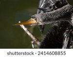                                Close up and personal with an Anhinga in the morning sunlight at Shelter Cove on Hilton Head Island.