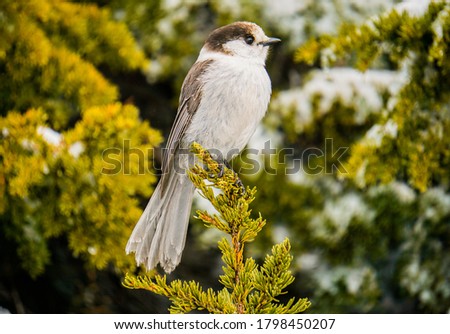 Up Close & Personal with a Canada Jay