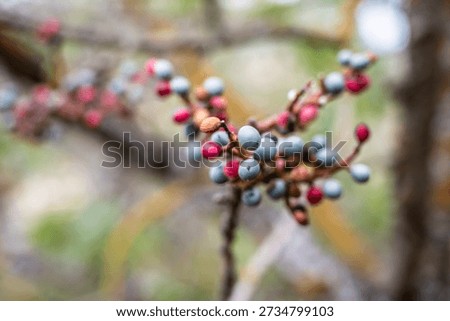 Close perspective capturing lively berries and natural backdrop, Intimate view of bright fruits on branch with dew in serene setting