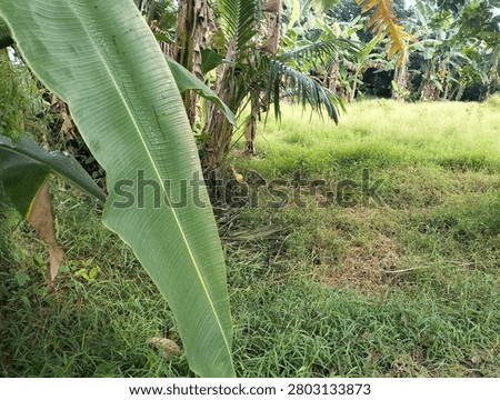 A close perspective highlights a large, vibrant green banana leaf dominating the foreground, its smooth surface speckled with a few water droplets. Beyond this striking leaf, the view opens up to a lush, overgrown grassy field bordered by a dense thicket of various tropical trees, including palms and other banana plants. This tranquil scene captures the raw, vibrant, and slightly untamed beauty of a tropical garden or plantation edge in natural daylight.