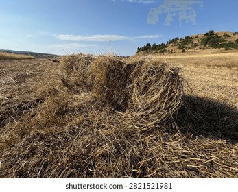 Close up perspective of square hay bales scattered across a dry, harvested agricultural field under a clear summer sky.