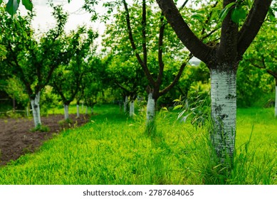 Close perspective of whitewashed fruit tree trunks in a rural orchard with lush green grass in the foreground and rows of trees receding into the background, overcast natural light.