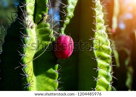 Similar – Image, Stock Photo pear tree Fruit Nutrition