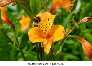 close up of a peruvian lily with a bumblebee