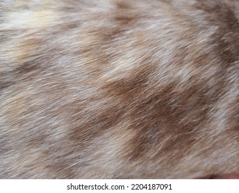 The Close Up Pet Fur Texture For Background