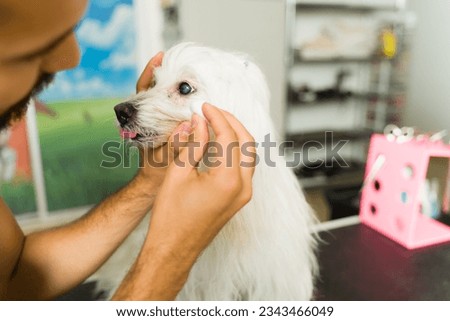 Close up of a pet groomer cleaning the crusty eyes of a white adorable maltese after a haircut 