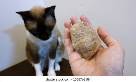 cat hairball