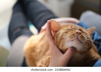 close up pet owner's hand tickle brown tabby cat. pet enjoy in tickling