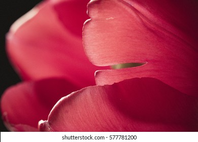 Close up of petals of red tulip bloom backlit by sun