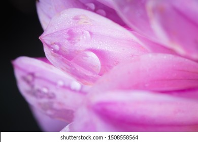 close up petals with water drops