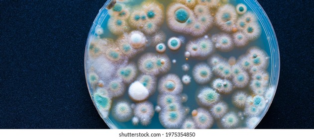 Close Up Petri Of Dish With Microbe Colony