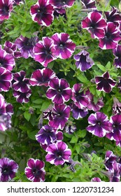 Close Up Of Petunia 'Miss Marvellous' Growing In A Flower Border