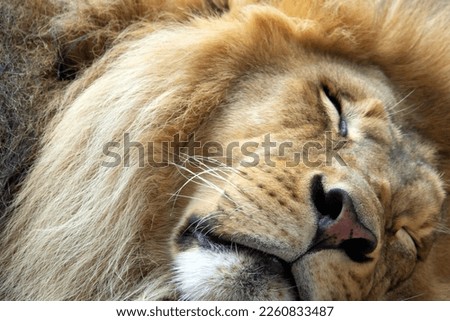 Close up pf the head of a sleeping lion