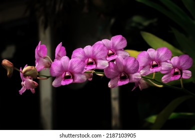 close up of phalaenopsis orchid flowers from orchidaceae family blooms in tje garden