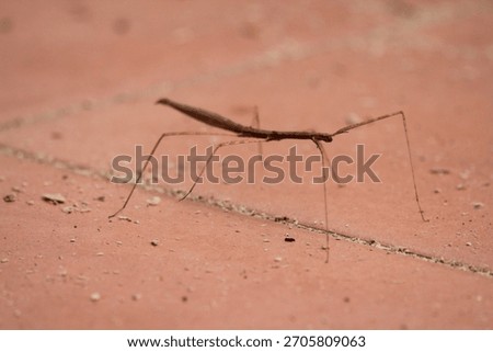 Close up of Phasmatodea or Praying Mantis on the floor