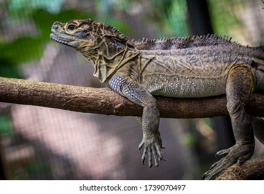 170 Iguanas philippines Images, Stock Photos & Vectors | Shutterstock