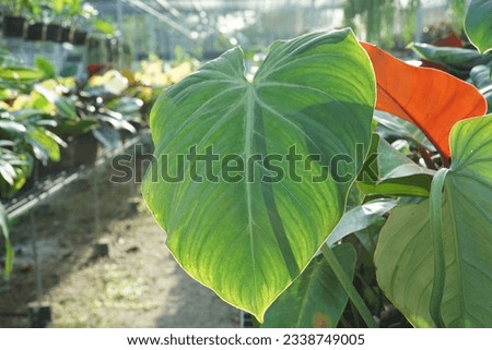 Close up Philodendron glorious leaf among sunlight in the morning, garden background                                