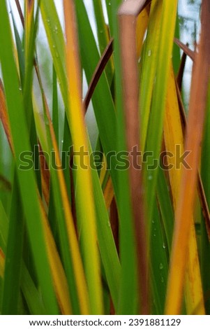 close up of Phormium 'Evening Glow' 