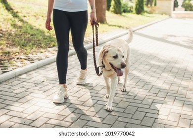 Close up phot of a golden retriever walking in a park near his owner