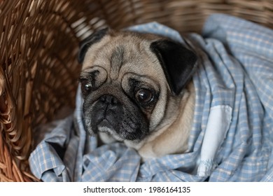 Close Up Photo Of An Adorable Pug Covered Lying Down On His Doghouse Bed