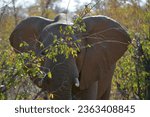 Close up photo of an African Elephant making its way through the busch in the Kruger,National,Park South Africa.