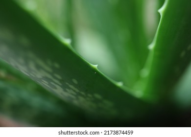 Close Up Photo Of Aloe Vera, Selective Focus, Abstract