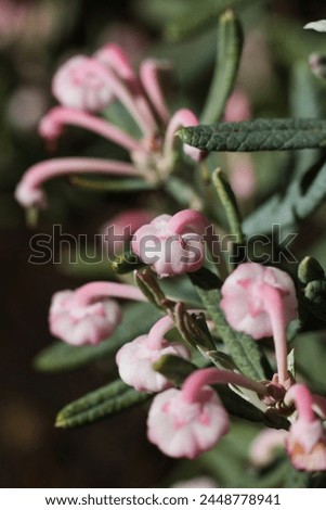 a close up photo of Andromeda polifolia, common name bog-rosemary in the spring garden