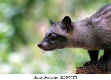 Close Up Photo Of Asian Palm Civet