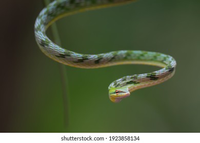 Close up photo of Asian vine snake on the tree branch