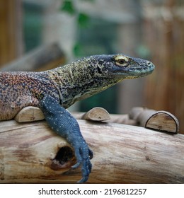 Close Up Photo Of A Baby Komodo Dragon