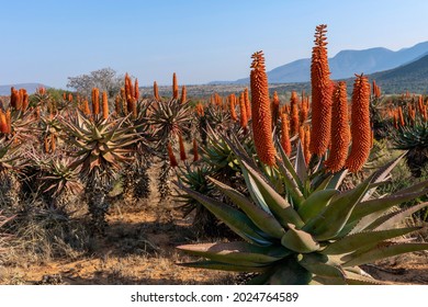 Close up photo of a beautiful aloe in full bloom in its natural environment with bright red and orange flowers and a blue sky and Karoo mountains in the distance a typical Karoo scene in South Africa