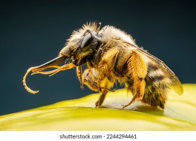 Close up photo of beautiful Bumblebee, North China