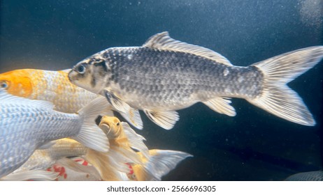 close up photo beautiful colorful koi fish. Photographed in the pool, underwater.  - Powered by Shutterstock