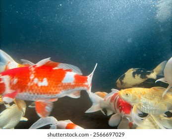 close up photo beautiful colorful koi fish. Photographed in the pool, underwater - Powered by Shutterstock