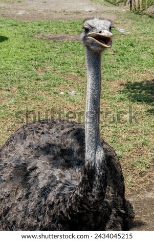 A close up photo of a beautiful Southern Ostrich bird sitting on the ground at Lembang Park and Zoo, Bandung, Indonesia	