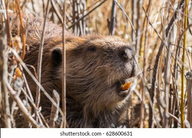 Close Photo Of A Beaver Showing Teeth