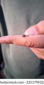 Close up photo of beetle in hand - Shutterstock ID 2311799325