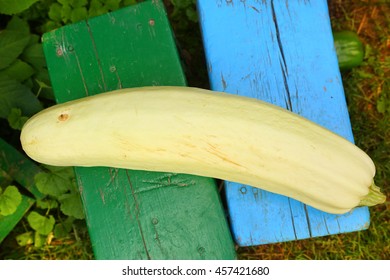 Close Up Photo Of Big Courgette On The Summer Green Background