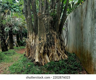 Close Up Photo Big Tree Roots