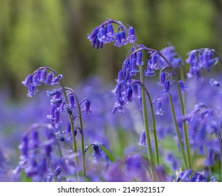 Close up photo of bluebells growing wild underneath the trees in Adams Wood, located between Frieth and Skirmett in the Chiltern Hills, Buckinghamshire UK.