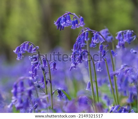 Close up photo of bluebells growing wild underneath the trees in Adams Wood, located between Frieth and Skirmett in the Chiltern Hills, Buckinghamshire UK.
