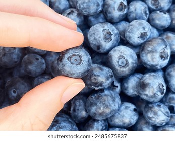 Close up photo of blueberries. Blueberry in female hands. Blueberries are a healthy, tasty food. Organic food concept. Anthocyanin. Background - Powered by Shutterstock