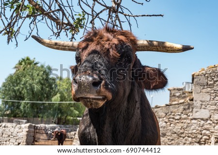 Close up photo of bull on a Sicilian farm.