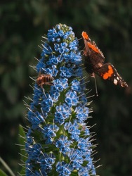 Close Up Photo Of Bumblebee And Butterfly Red Admiral On Blue Flowers, Honey Bee Bombus Terrestris And Vanessa Atalanta On Echium Candicans (Pride Of Madeira) Flower. 