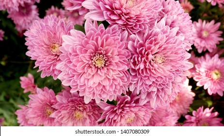 A close up photo of a bunch of dark pink chrysanthemum flowers with yellow centers and white tips on their petals. Chrysanthemum pattern in flowers park. Cluster of pink purple chrysanthemum flowers.