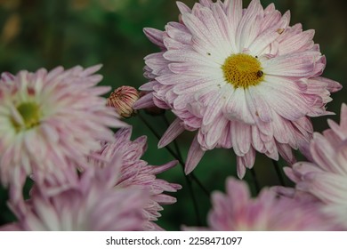 A close up photo of a bunch of dark pink chrysanthemum flowers with yellow centers and white tips on their petals. Chrysanthemum pattern in flowers park. Cluster of pink purple chrysanthemum - Shutterstock ID 2258471097
