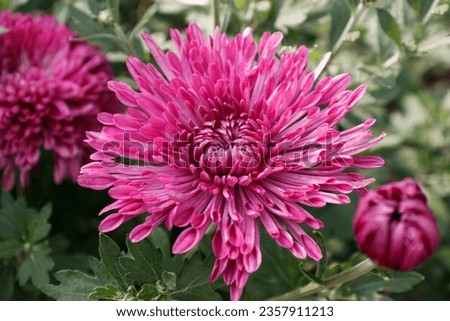 A close up photo of a bunch of dark pink chrysanthemum flowers. Chrysanthemum pattern in flowers park. Cluster of pink purple chrysanthemum flowers. High quality photo